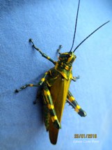 “Em tempos de exaltar nossa cidadania com as cores da pátria, é muito bom encontrar um brasileirinho nato, e da cidade de Caçador, o “chromacris speciosa!”. Foto Edison Costa Porto.