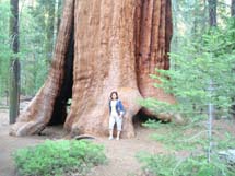 Visita ao Parque National das Sequoias Gigantes, na California (EUA). Foto Iara Riperti.
