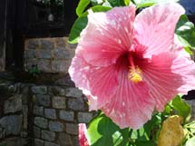 Natureza: Detalhe da flor Ibisco. Foto de Erci Boher. Maio de 2008
