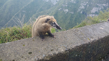 Quati no mirante da Serra do Rio do Rastro