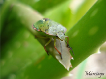 Inseto verde. Foto Márcia Guzela.