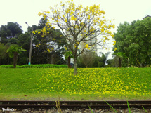 Ipê amarelo lindo à beira dos trilhos.Foto: Erci Bohrer.