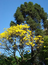 Araucária e ipê. Na foto de Erci Bohrer, as cores da natureza: azul, verde e amarelo.