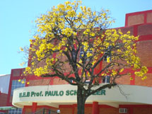 Ipê amarelo em frente a nova Escola Paulo Schiffler. Foto Erci Bohrer.