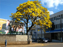 Florada do ipê amarelo, na esquinda da Rua Carlos Sperança com a Rua Campos Novos, no Centro de Caçador. Foto Olmiro Sulzbach. 25/08/2008.