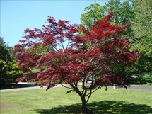 Árvore maple japonese. Foto enviada pela leitora Alexandra, dos EUA, estado de Connecticut. "A foto no jardim da minha casa foi tirada por amigos caçadorenses que me visitaram em junho de 2008".