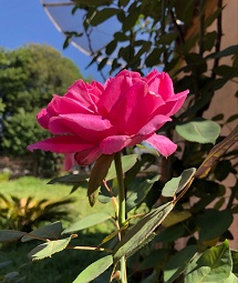 Jardim florido.