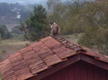 Foto enviada por Kelin Royer.