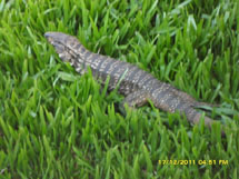 Foto lagarto bairro Figueroa. Pro lollobrock.