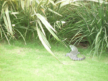 Lagarto. Foto Ruth Fendt Mariani.