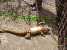 Lagarto encontrado perto do Jonas Ramos que se "entubou" sem querer. Foto Ivanir Weber.