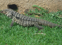 Lagarto. Foto Samira Pontes.