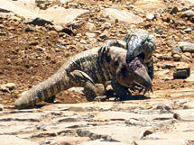 Briga de lagarto. Registro de Aline Driessen. Nov. 2008.