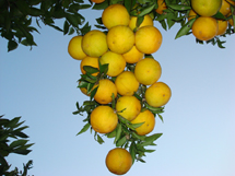 "Impressionante a quantidade de laranjas em um pé, parece em cachos...na residência de Leonardo Dalla Vechia (Vila Paraiso)". Foto Erci Bohrer.