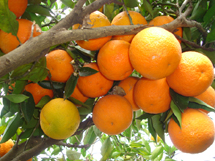 Pé de laranja do Loteamento Daniel Lessing. Foto Lucas Figur.