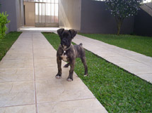 Cachorrinha Layla. Foto Jeferson Barros.