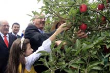 Governador Luiz Henrique presente no início da colheita da maça, em Fraiburgo. Foto divulgação.
