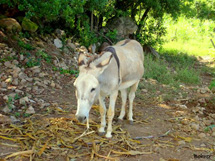 Foto Erci Bohrer. Envia sua foto para  contato@cacador.net
