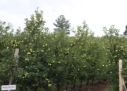 Pomar de macieiras em Fraiburgo