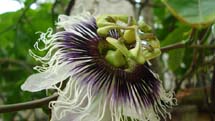 Flor do maracujá, Foto Angelica Bohrer.