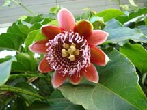 Flor de maracujá. Foto Erci Bohrer.