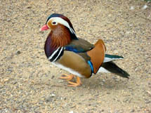 Marreco Mandarin. Foto Erci Bohrer.