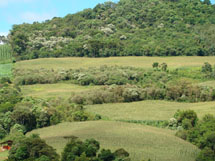 Videira: Mata nativa cada vez mais dá lugar a plantações. Foto Murilo Roso. Jan 2009.