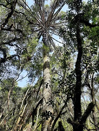Mata nativa preservada na região de Água Doce-SC