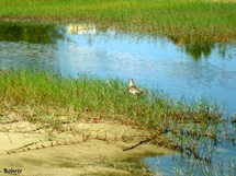Pássaro no lago. Foto Erci Bohrer.