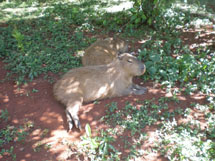 Descanso da capivara. Foto Suelen Alves.