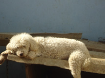 Billy. Foto enviada por Samira Pontes.