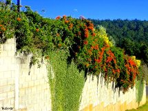 Muro com flores. Foto Erci Bohrer.