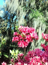 Primavera. Foto Dilma Kondrat.