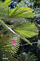 Foto Erci Bohrer