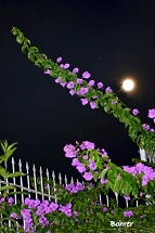 foto: Erci Bohrer