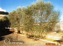 Novos investimentos na região: oliveiras. Foto Olmiro Sulzbach.