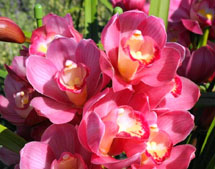 Orquídeas. Foto Samira Pontes.