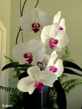 Uma orquídea. Foto Erci Bohrer.