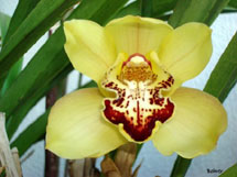 Orquídea. Foto Erci Bohrer.