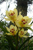 Orquídea. Foto P. Zanotto.