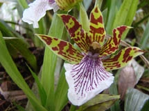 Orquídea. Foto Silvino Scolaro