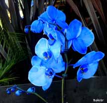 " A cor desta orquídea é sem comentário". Foto Erci Bohrer.