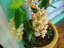 A delicadeza da orquídea. Foto Samira Pontes.