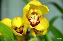 Orquídea. Foto Erci Bohrer.