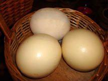 Ovos de avestruz. Foto Erci Bohrer.