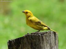 Imagem captada pelas lentes de Alvarélio Kurossu, fotógrafo do Diário Catarinense, em Lages e região serrana. Enviada por e-mail maio de 2008.