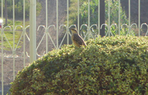 Foto Ozair Ribeiro.