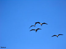 Os pássaros e sua liberdade. Foto Erci Bohrer.