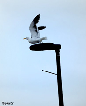 "Pássaro voando"..Foto Erci Bohrer.