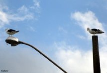 Foto Erci Bohrer.